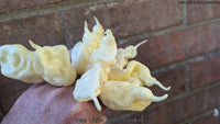 Jay's White Ghost Scorpion - Pepper Seeds - White Hot Peppers